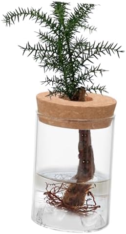 FUNOMOCYA Glass Vase Airtight Jar for Plants and Flowers