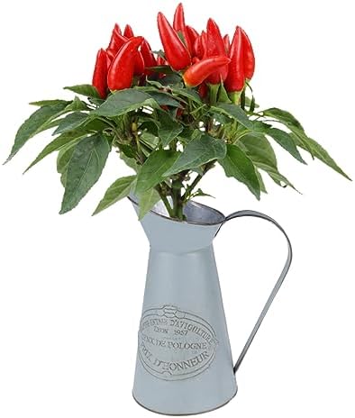 Rustic Metal Pitcher Vase Decor for Home Wedding Events