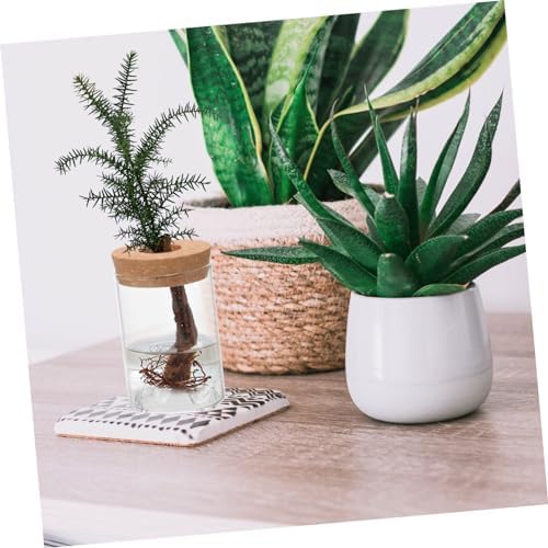FUNOMOCYA Glass Vase Airtight Jar for Plants and Flowers