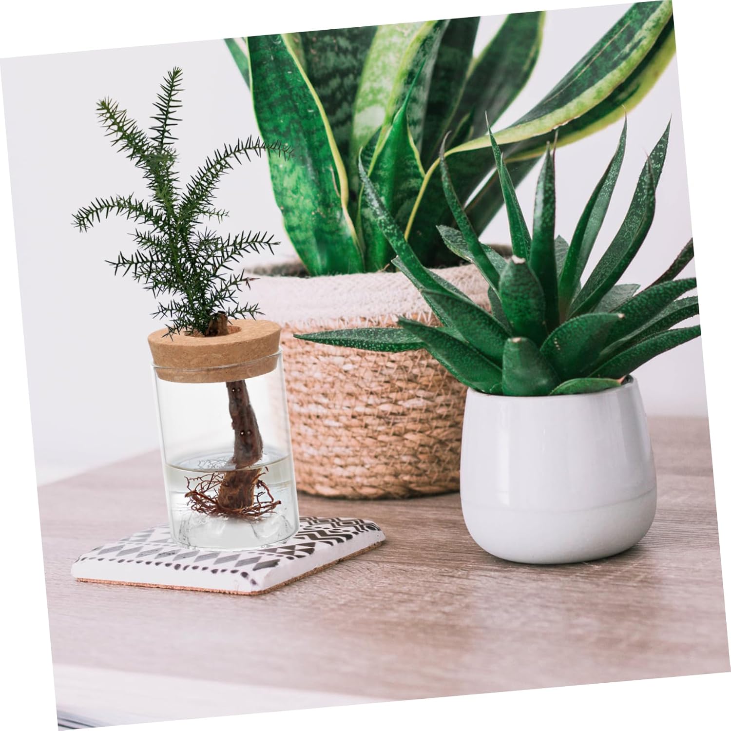 FUNOMOCYA Glass Vase Airtight Jar for Plants and Flowers